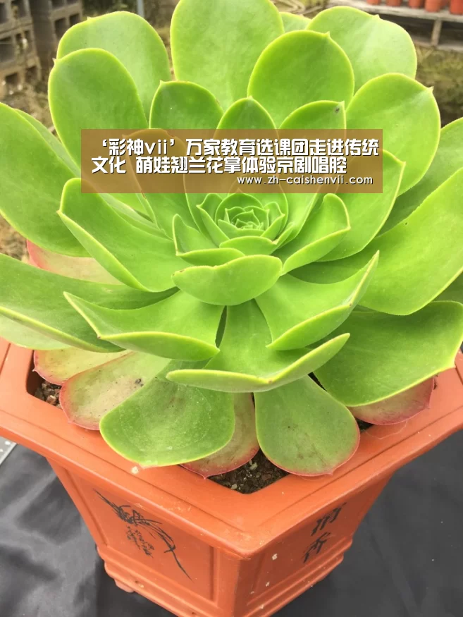 ‘彩神vii’万家教育选课团走进传统文化 萌娃翘兰花掌体验京剧唱腔(图3) 彩神vii