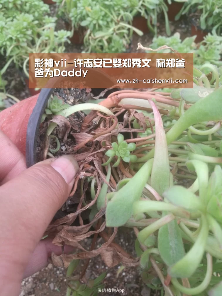 彩神vii-许志安已娶郑秀文 称郑爸爸为Daddy(图3) 彩神vii